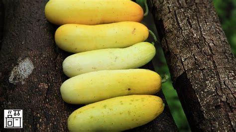 12 Cucumber Varieties that Turn Yellow when Ripe