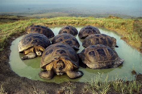 Dive Into the Wildlife-Rich Waters of the Galápagos | Giant tortoise, Galapagos tortoise, Tortoises