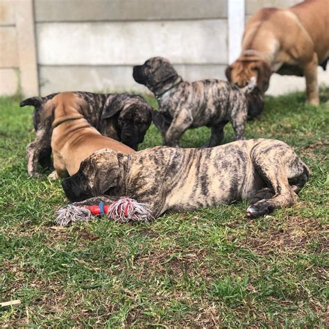 best boerboel breeders in australia - westernempiremastiffs.com ...