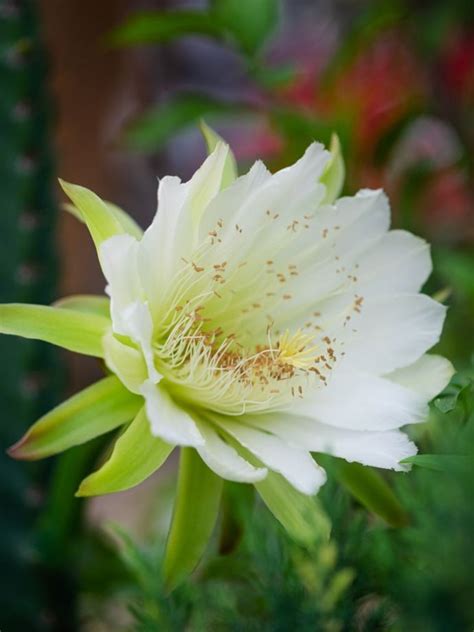 Cereus Peruvianus - Learn More About The Night Blooming Cereus