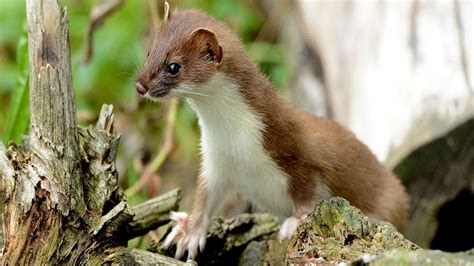 Weasel Zippers: The Stealthy Predators of the Wild