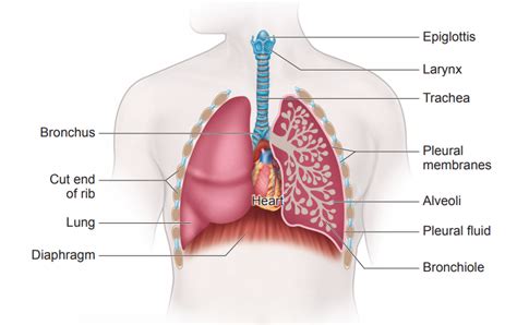 Human Respiratory System Model Labeled