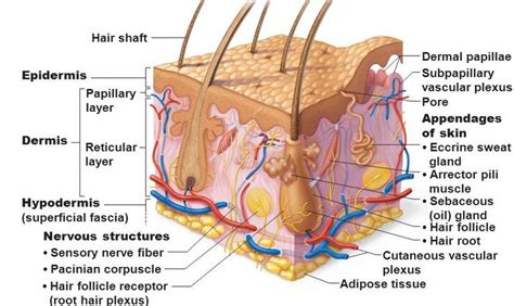 The hypodermis (subcutaneous tissue or superficial fascia) refers to the layer beneath the skin ...