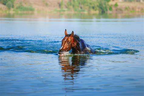 Can Horses Swim? – Equestrian Space