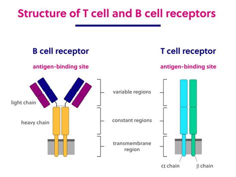 Learning Center | Intro to Immunology and Immune Sequencing