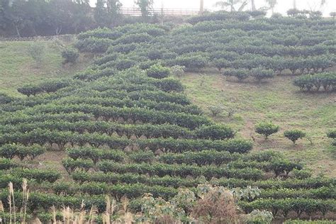 Camellia sinensis (Tea Camellia) | North Carolina Extension Gardener ...