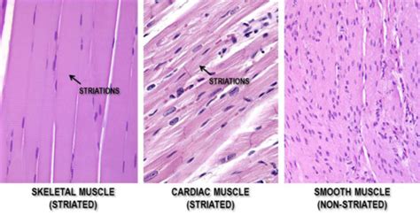 Muscle Tissue Flashcards | Quizlet