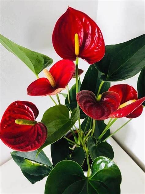 Anthurium Andreanum houseplant or the Painters Palette with red flowers | 1000 nel 2020 | Piante ...