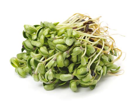 Black Bean Sprouts Stock Photo - Download Image Now - Agriculture, Bean ...