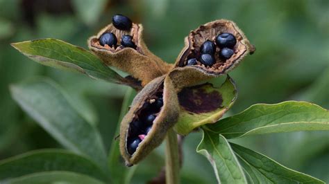 How to harvest peony seeds: and sow new plants | Homes & Gardens