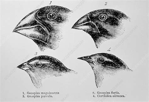 Diagram of beaks of Galapagos finches by Darwin - Stock Image - N920 ...