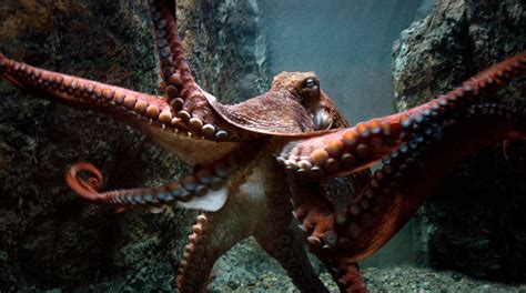 Unveiling the secrets of the giant Pacific Octopus.