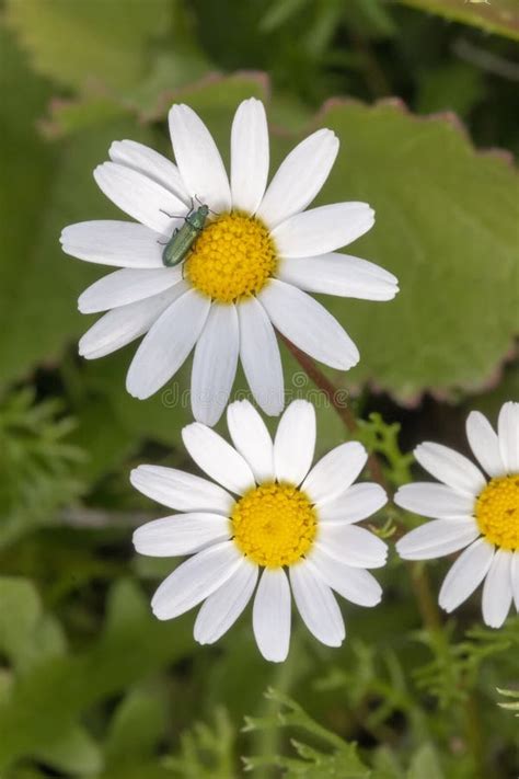 Anthemis Maritima (Dog Fennel) Flower Stock Photo - Image of floral, portuguese: 114840082