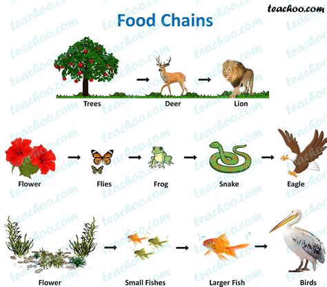 Food Chain and Food Web - Meaning, Diagrams, Examples - Teachoo