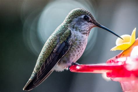 secret revealed: the smallest bird humming bird