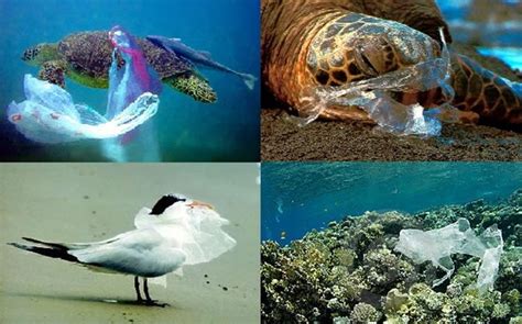 Embracing the Plastic Bags Ban for Tourism Facilities – Ecotourism Kenya