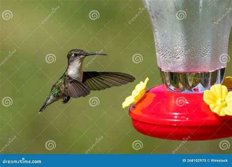 Small Bird Drinking Water from a Red Plastic Water Bowl Stock Image ...