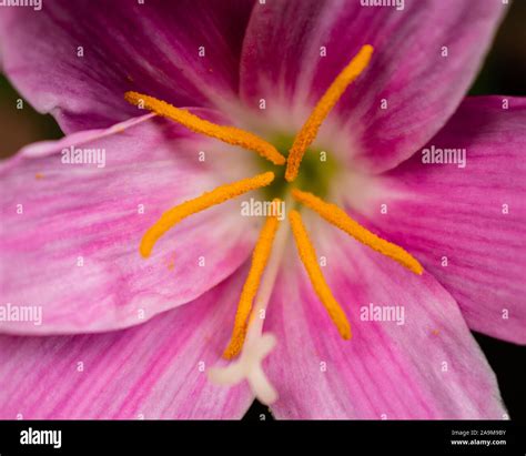 Zephyranthes rosea in the back garden Stock Photo - Alamy