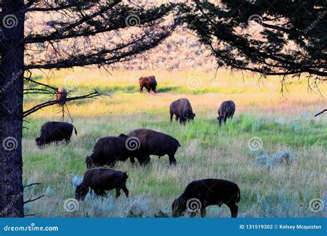 Bisonte Americano Del Parque Nacional De Yellowstone Foto de archivo ...