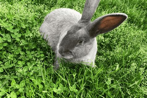 Silver Fox Rabbit (Size, Color, Temperament, Behavior)