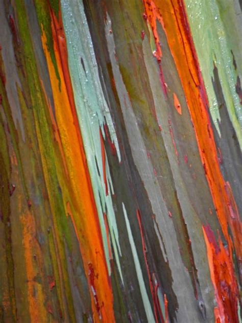 Wood For Sale: Rainbow Eucalyptus Wood For Sale