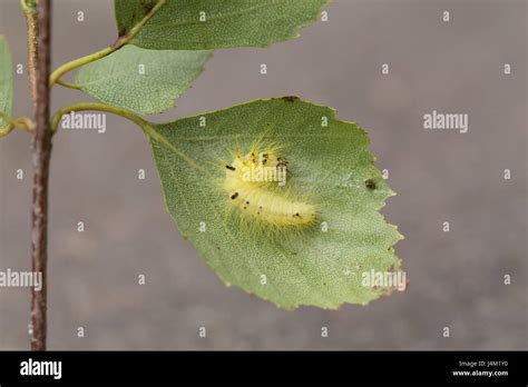 Miller moth larvae Stock Photo - Alamy