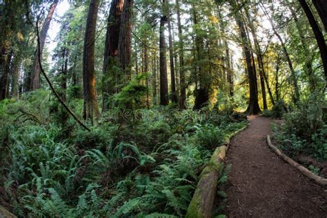 Path through Redwood Forest Stock Image - Image of forest, pacific ...