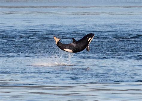 Official orca census: 81 whales, including 4 babies | The Seattle Times