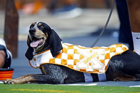 Tennessee homecoming celebrates retirement of mascot Smokey X