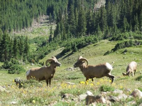 Free Images : landscape, trail, meadow, prairie, wildlife, deer, herd, pasture, grazing, sheep ...