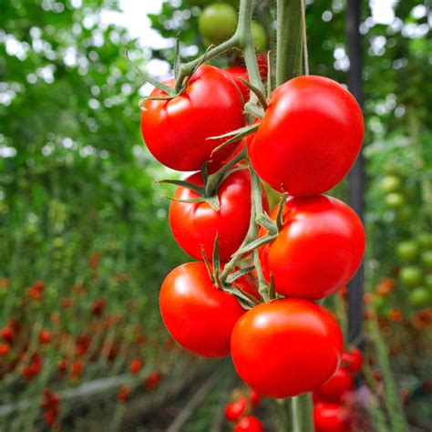 ADOPTING A TOMATO PLANT FROM SICILY | ANY-WAYS.COMANY-WAYS.COM