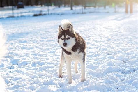 Chó Alaskan Malamute chăm sóc ra sao để luôn khỏe mạnh?