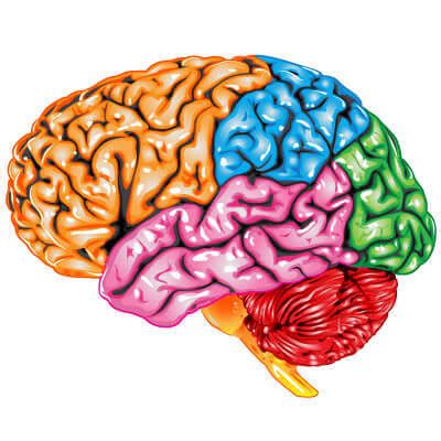 Functions of the Brain | TBI Rehabilitation