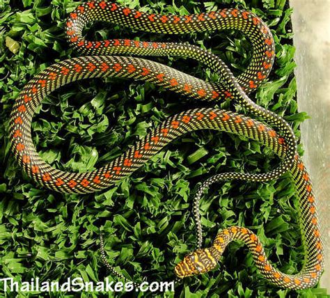 Paradise Tree Snake (Chrysopelea paradisi) - Mildly Venomous - Not ...