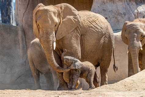 Tre elefanter döda i tågolycka i Sri Lanka