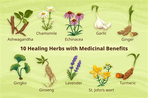 10 Healing Herbs with Medicinal Benefits