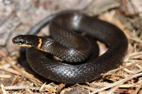 Black Garden Snake With Orange Ring | Fasci Garden