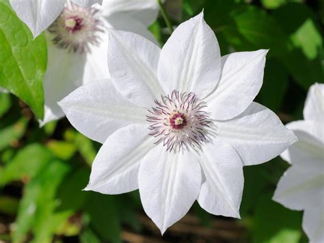 Types of White Flowers | HGTV