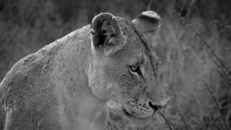 Wild Vibes | South Africa - Kruger National Park Wildlife | Roberto Graziano | Flickr