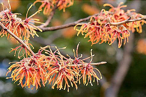 Get It Growing: Witch hazel, the wonder winter flower | Sequim Gazette