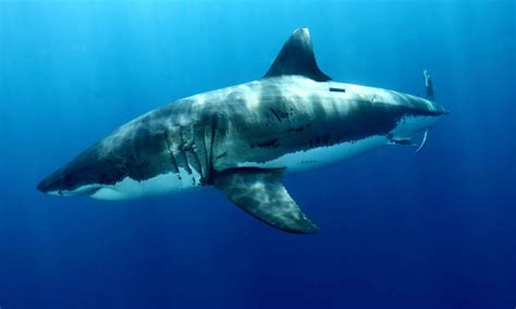 Great White Sharks | Species | WWF