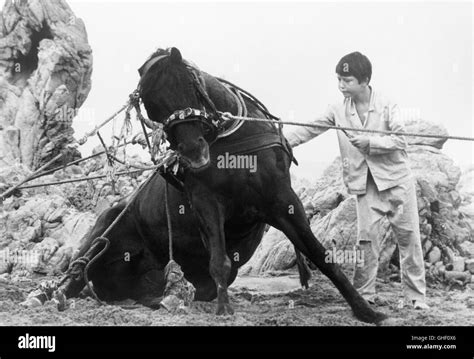 THE BLACK STALLION USA 1979 Carroll Ballard Alec Ramsey (KELLY RENO) whose life was saved by a ...