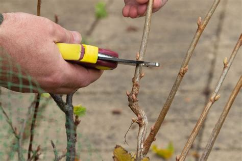 How to take hardwood cuttings - Thrive