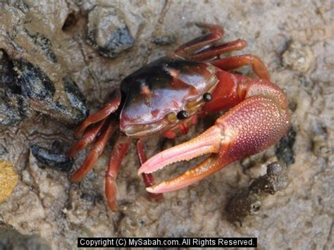 Borneo Fiddler Crabs, Sabah, Malaysia/fiddler-crab-dsc07396