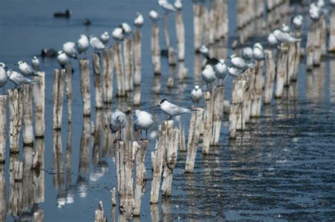 Lake Pomorie - Virily