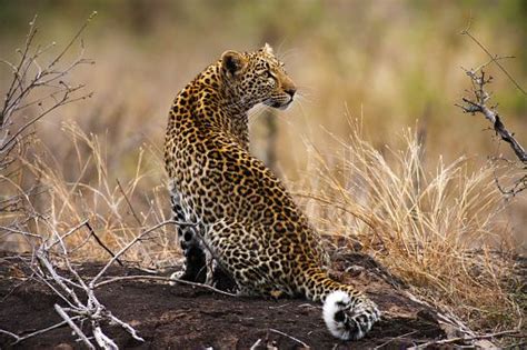 young-african-leopard-sitting-on-top-of-rock-looking-back-picture-id472174103 (509×339)