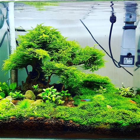 Freshwater Fish Tank Ideas | Aquascape Inspiration | Fish tank plants, Fish tank terrarium ...