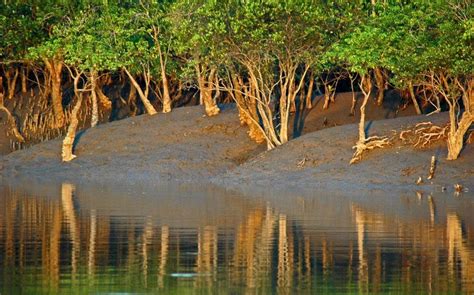 Indian World Records: WORLD'S LARGEST MANGROVE FOREST