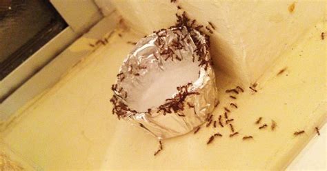 TOPONAUTIC Outdoor News-Events-Recipes: DIY: ANT TRAPS