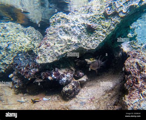 Underwater landscape with rustic stones and coral fish. Small fish in ...